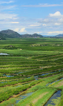 Neretva Delta