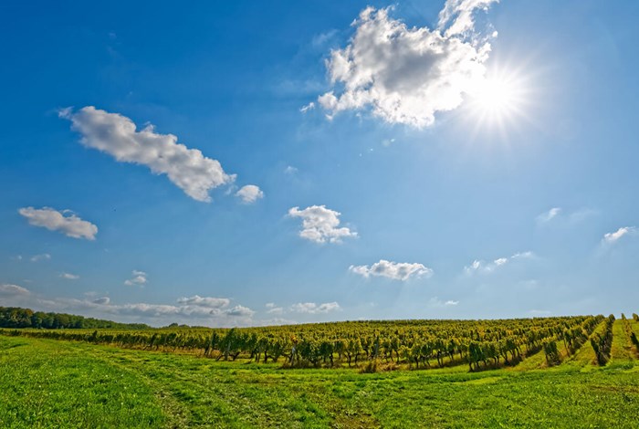Kutejvo vineyards