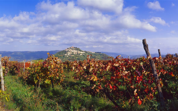 Motovun vineyard standard